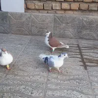 سه عدد رنگه ساده سرخ نر و ساده زرد نر بشرط