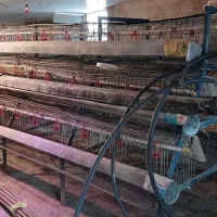 قفس صنعتی مرغ ۷۵۰ تایی