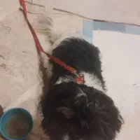 سگ شیتزو|سگ|چهارباغ, |دیوار