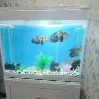 ماهی ۱ عدد اسکار ۴ عدد مولد و پنکوس ۲ عددمعاوضه