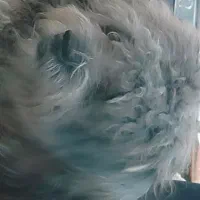 یک سگ پشمالوی گمشده امروزعصر ساعت ۱۹