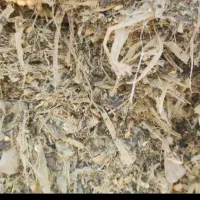 تفاله چغندر تفاله سیب علوفه ذرت|لوازم جانبی حیوانات|سراب, |دیوار