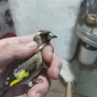 سهره سرسیاه و کرمونی رام وحش|پرنده|فسا, |دیوار