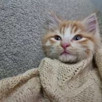 واگذاری گربه|گربه|تبریز, |دیوار