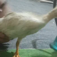 غاز