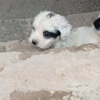 حیوان خانگی|سگ|نیشابور, حقیه|دیوار