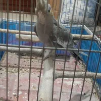 یک عدد عروس هلندی بدون‌قفس