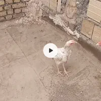 مرغ خروس لاری اصل چهار و مرغ لاری اصل هستی