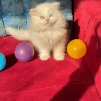 اسکاتیش مو بلند چشم آبی