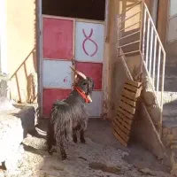 چپش دوبور دبر دوبر بزغاله دبری|حیوانات مزرعه|بن, |دیوار