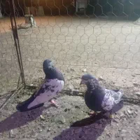 کبوتر|پرنده|تربت‌حیدریه, پائین ولایت|دیوار