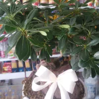 بن سای درختچه تزئینی زیبا