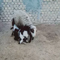 میش|حیوانات مزرعه|گیان, |دیوار