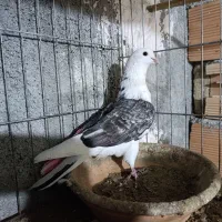 کبوتر یا کفتر