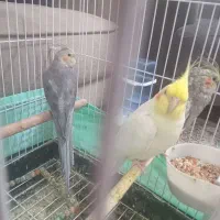 عروس هلندی نرو ماده و بچه ۷ ماهه|پرنده|قرچک, شهرک مهستان|دیوار