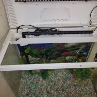 اکواریم|ماهی|اهواز, پردیس|دیوار