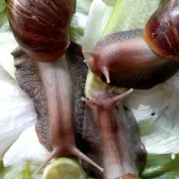 حلزون آلبینو (معجزه ی جوانسازی پوست)|آرایشی، بهداشتی، درمانی|اصفهان, نقش جهان|دیوار