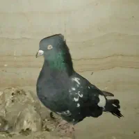 کبوتر کلهای ماده|پرنده|لالی, |دیوار