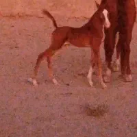 مادیون یکسر