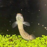 چانا ۳ بندی