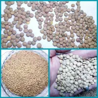 عدس درشت و ریز با کیفیت / عمده فروشی نور