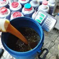 شیره نبات شربت سکنجبین