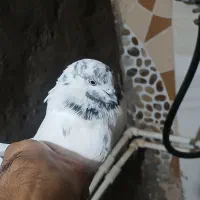 کبوتر گرفته