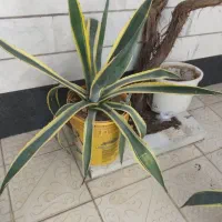 گل آکا ی زیبا|گل و گیاه طبیعی|مراغه, |دیوار