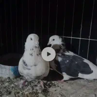 کبوتر تهرانی