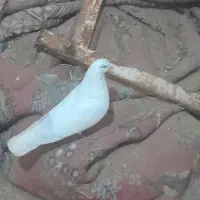 800 تومان  کبوتر کله ای