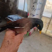 یک عدد مینا|پرنده|رباط‌کریم, رباط‌کریم|دیوار