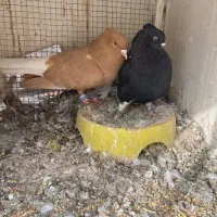 کبوتر رنگی دم سفید