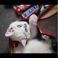 جفت گیری گربه نر سیلور چشم ابی چینچلا|گربه|کرمانشاه, |دیوار