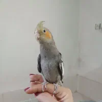 عروس هلندی|پرنده|صومعه‌سرا, |دیوار