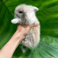 خرگوش لوپ و...