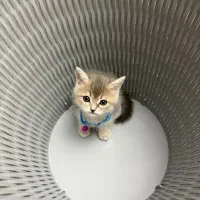 بریتیش شورت هیر نر