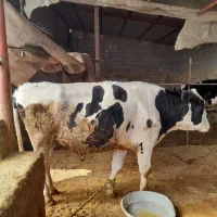 گاو کوشتی و گوساله نر