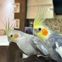 عروس هلندی|پرنده|نوشهر, |دیوار