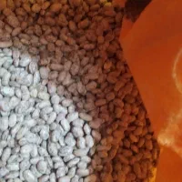 لوبیا  چتی بومی