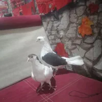 یک جفت ماده|پرنده|شوشتر, |دیوار