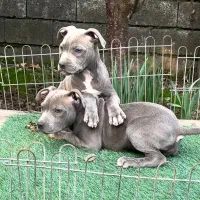 توله پیتبول بلو|سگ|رشت, گلسار|دیوار