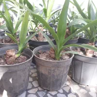 گل یوکا|گل و گیاه طبیعی|رشت, سیا اسطلخ|دیوار