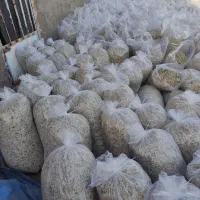 تفاله چقندر|لوازم جانبی حیوانات|فردوس (خراسان), |دیوار