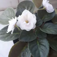گل طبیعی