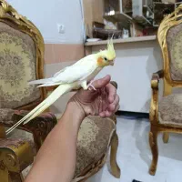 عروس هلندی با همه وسایل معاوضه باک موتور ۱۲۵