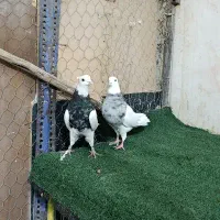 طوقی الماسی 20