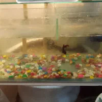 آکواریوم ۴۰در۲۰|ماهی|گرگان, |دیوار