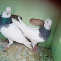 کبوترطوقی|پرنده|کازرون, |دیوار