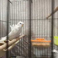 مرغ عشق زیبا