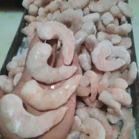 پخش میگو دریایی